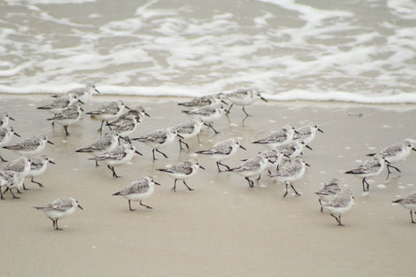 Sandpiper Parade