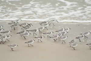 Sandpiper Parade