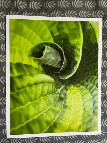 Hosta Swirl - poster board print