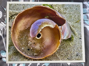 Shell Swirl - poster board print