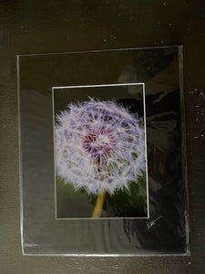 8x10 matted photo